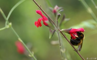 日本春季红花与蜜蜂的细腻写实摄影
