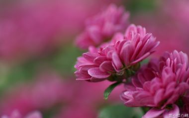 Pink Chrysanthemum Special Feature Nature Photography