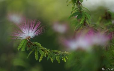 日本摄影师镜头下的粉花特写