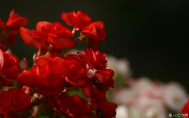 Red Blooming Begonia Special Closeup