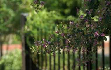 Japanese Garden Purple Flowers And Green Leaves Photography
