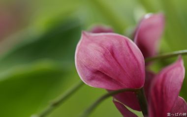 Japanese Flower Art Pink Blossom Detail