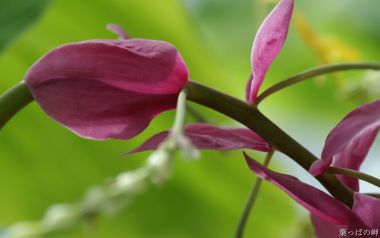 Japanese Purple Flower Specialty Closeup