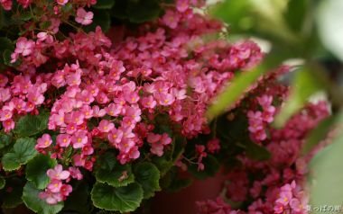 Pink Begonia Flower Cluster Photography