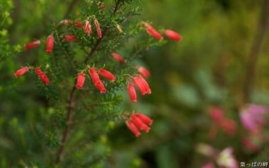 Red Bellflower Nature Photography