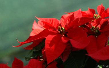 Vibrant Poinsettia Special Feature Xmas Flower