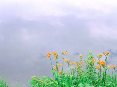 Orange Daylilies Under Cloudy Sky