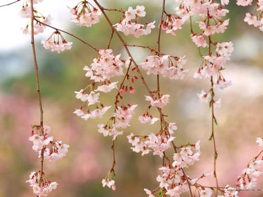 日本春日垂枝樱花特写