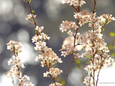 春日盛开的樱花枝头