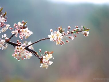 雨后春日樱花枝条