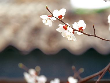 Blooming White Plum Blossoms In Spring