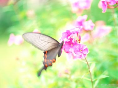 Butterfly On Pink Flowers In Spring