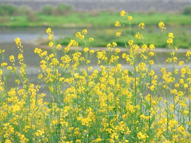 春日田野盛开的油菜花