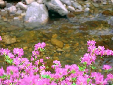 Pink Azaleas Blooming By The Stream
