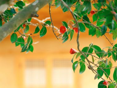 日本寺院背景下的红山茶花
