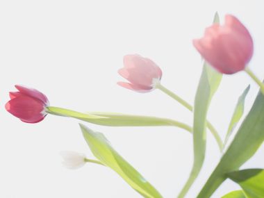 Wallcoo_blue_sky_and_flowers_hm078_350a