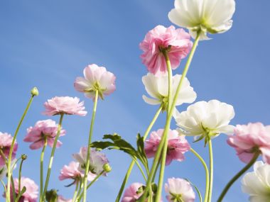 Wallcoo_blue_sky_and_flowers_hm081_350a