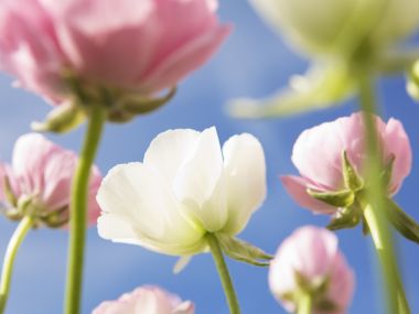Wallcoo_blue_sky_and_flowers_hm083_350a