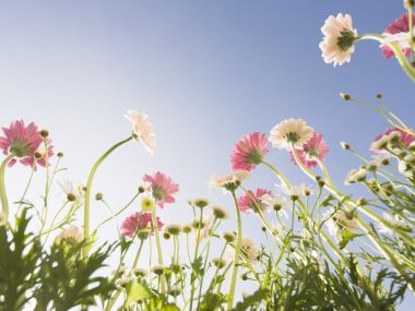 Wallcoo_blue_sky_and_flowers_hm086_350a