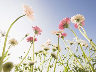 Wallcoo_blue_sky_and_flowers_hm089_350a
