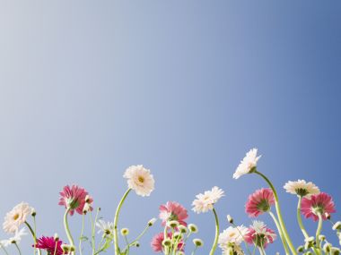 Wallcoo_blue_sky_and_flowers_hm092_350a