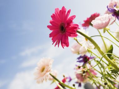 Wallcoo_blue_sky_and_flowers_hm094_350a