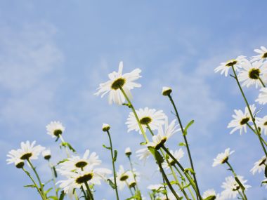 Wallcoo_blue_sky_and_flowers_hm103_350a