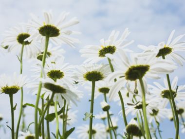 蓝天下的清新雏菊