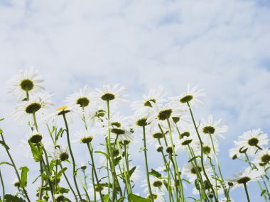 蓝天下的清新雏菊花海
