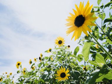 Wallcoo_blue_sky_and_flowers_hm111_350a
