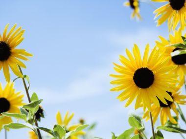 Wallcoo_blue_sky_and_flowers_hm112_350a