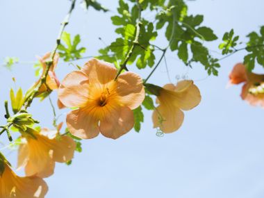 蓝天下的橙色凌霄花