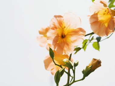 Wallcoo_blue_sky_and_flowers_hm123_350a