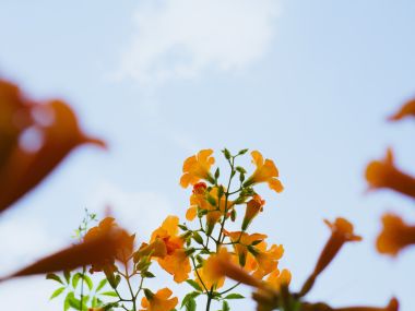蓝天下的橙色凌霄花