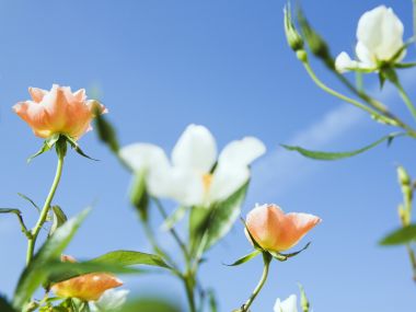 蓝天下的清新玫瑰花