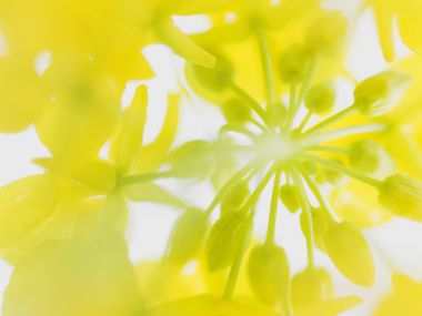 Wallcoo_blue_sky_and_flowers_hm140_350a