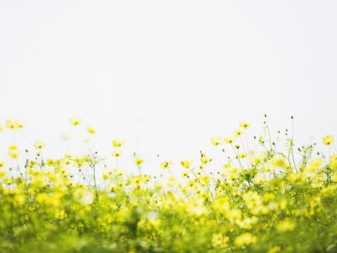 Wallcoo_blue_sky_and_flowers_hm141_350a
