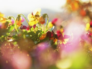 Wallcoo_blue_sky_and_flowers_hm146_350a