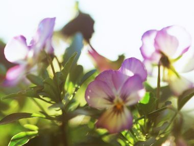 Wallcoo_blue_sky_and_flowers_hm147_350a