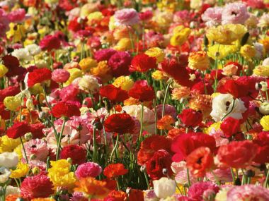 Wallcoo_blue_sky_and_flowers_hm150_350a