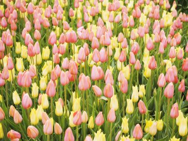 春日粉黄郁金香花海
