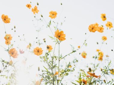 清新明亮的硫华菊花海