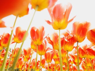 Wallcoo_blue_sky_and_flowers_hm175_350a