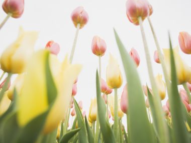 Wallcoo_blue_sky_and_flowers_hm179_350a