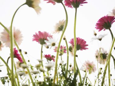 Wallcoo_blue_sky_and_flowers_hm181_350a
