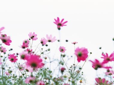 Wallcoo_blue_sky_and_flowers_hm194_350a