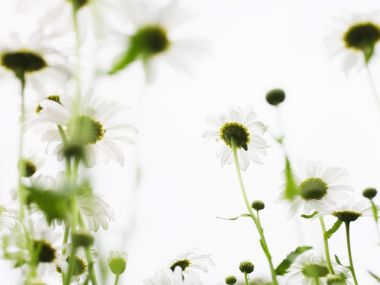 清新治愈系白色雏菊花海