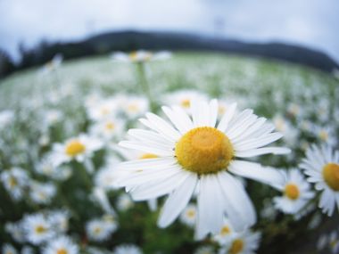 Wallcoo_blue_sky_and_flowers_hm198_350a