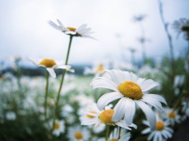 Wallcoo_blue_sky_and_flowers_hm199_350a