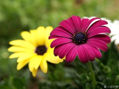 Wallcoo_com_0flowers_photograph_2730